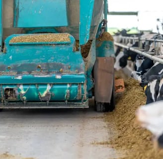 Animal feed