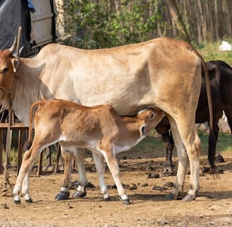 Cow with her calf