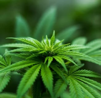 Cannabis plant