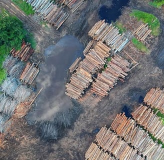Deforestation