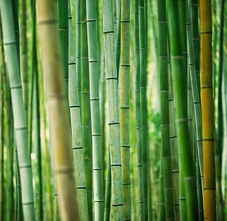Beautiful  green bamboo