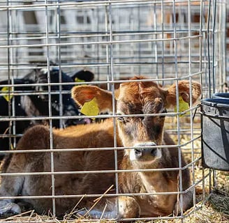 Calf taken from it's mother