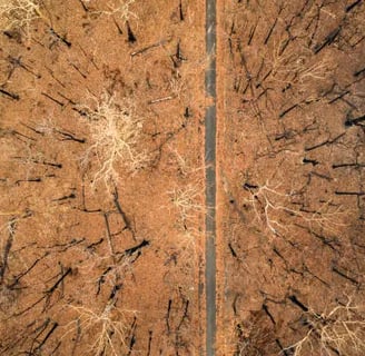 Loss of Rainforests