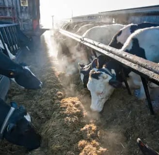 Methane from cows