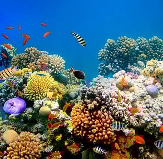 Colorful reef