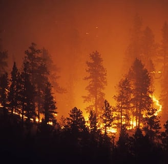 Wildfire spreading into the forest