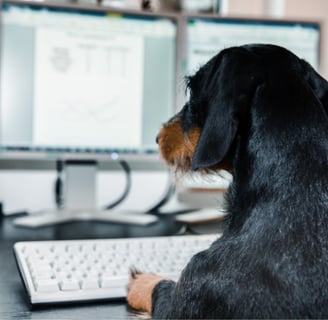 Perro negro mirando un ordenador