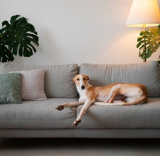 <a href="https://www.freepik.com/free-photo/adorable-greyhound-dog-home-couch_40173556.htm#fromView=