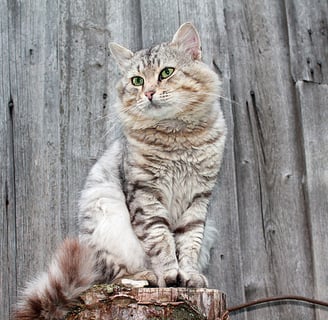 gato maine coon