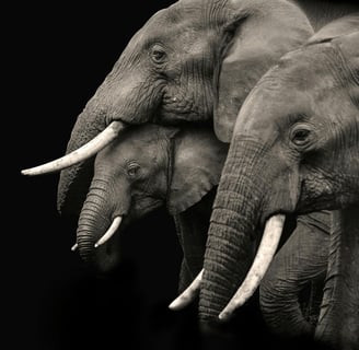 two elephants are standing next to each other