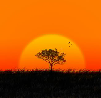 a lone tree in the middle of a sunset