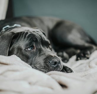 a dog laying on a blanket on a couch