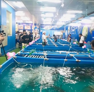 bể koi kinh doanh