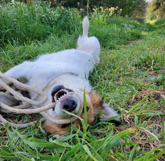 happy dog