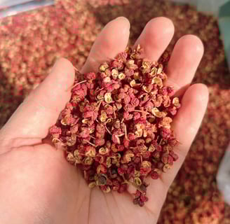 a person holding a handful of dried Sichuan Pepper