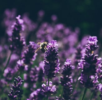 Bee on a lavender flower send inquiry