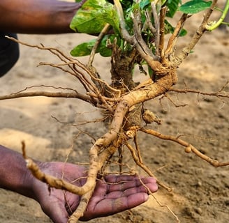 Ashwagandha