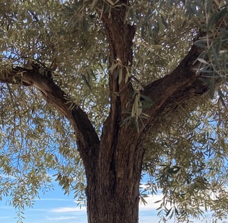 Olive tree with sunlight filtering through leaves, coastal landscape in background.