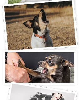 a woman walking a dog on a leash
