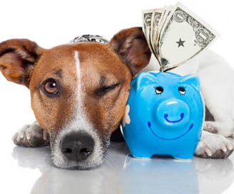 a dog with a piggy bank and a piggy piggy piggy pig