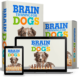 a dog training program for dogs