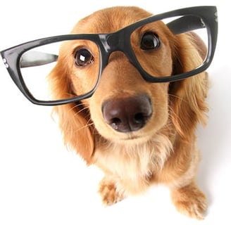 a dog wearing glasses and a pair of glasses