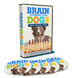 a dog sitting on a table with a dvd and a dvd