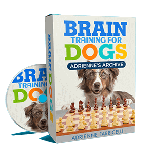 a dog sitting on a table with a dvd