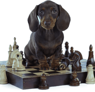 a dog sitting on a chess board game