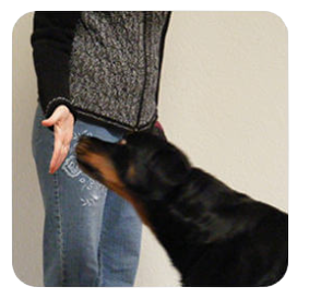 a dog is standing in front of a woman's legs