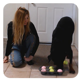 a woman is playing with a dog and a ball