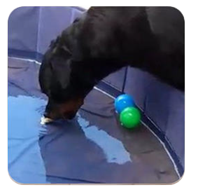 a dog is playing with a ball in a pool