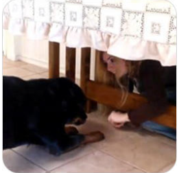 a dog is playing with a dog on the floor