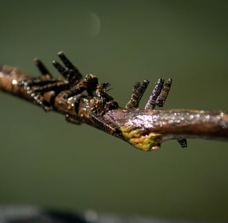 Cased Caddis on the Watauga River.