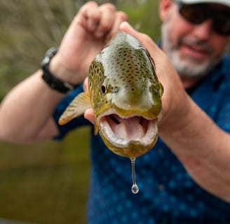 Water dripping from a brown trouts mouth.