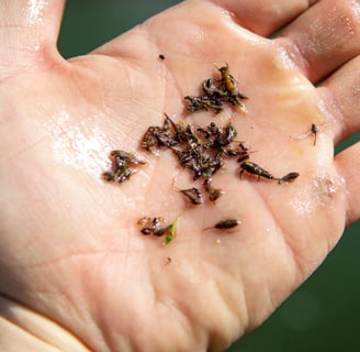 Watauga River Aquatic Insects.