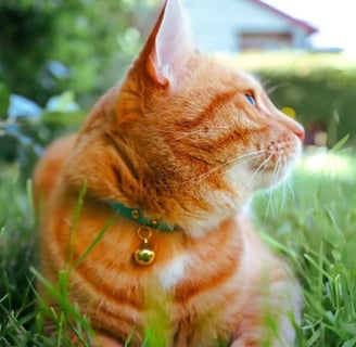 Orange cat wearing a green collar