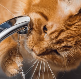 orange cat drinking tap water