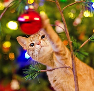 ginger kitten playing with Christmas tree decor