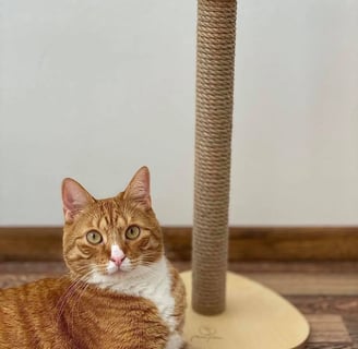 Orange cat sitting next to a scratching post