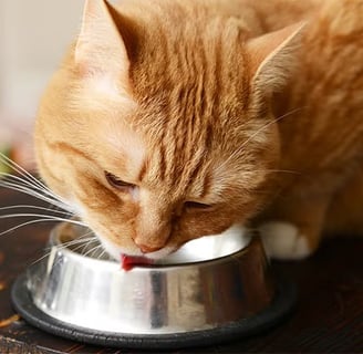 Orange tabby cat drinking water from a bowl