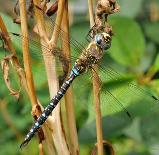 Dragonfly