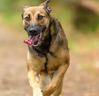 Malinois en pleine course