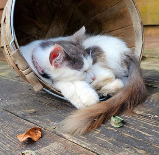 Sleeping Kitten in a Basket