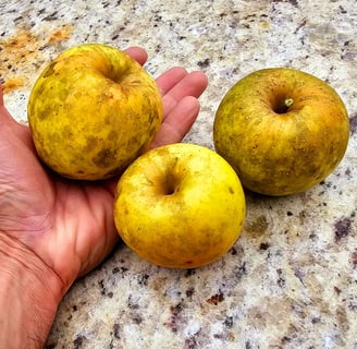 Golden Delicious Apples