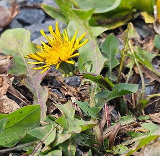 Coltsfoot