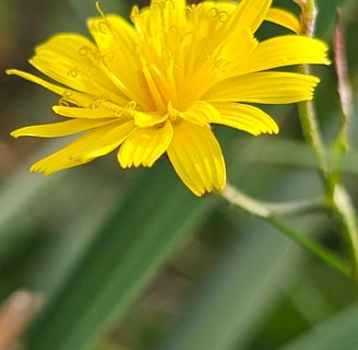 Common Cat's-Ear