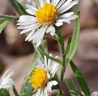 White Aster