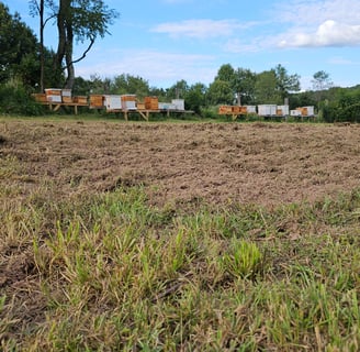 Buckwheat field with beehives