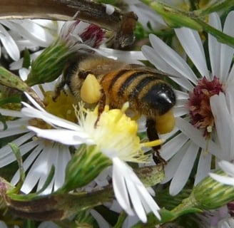 White Aster Pollen